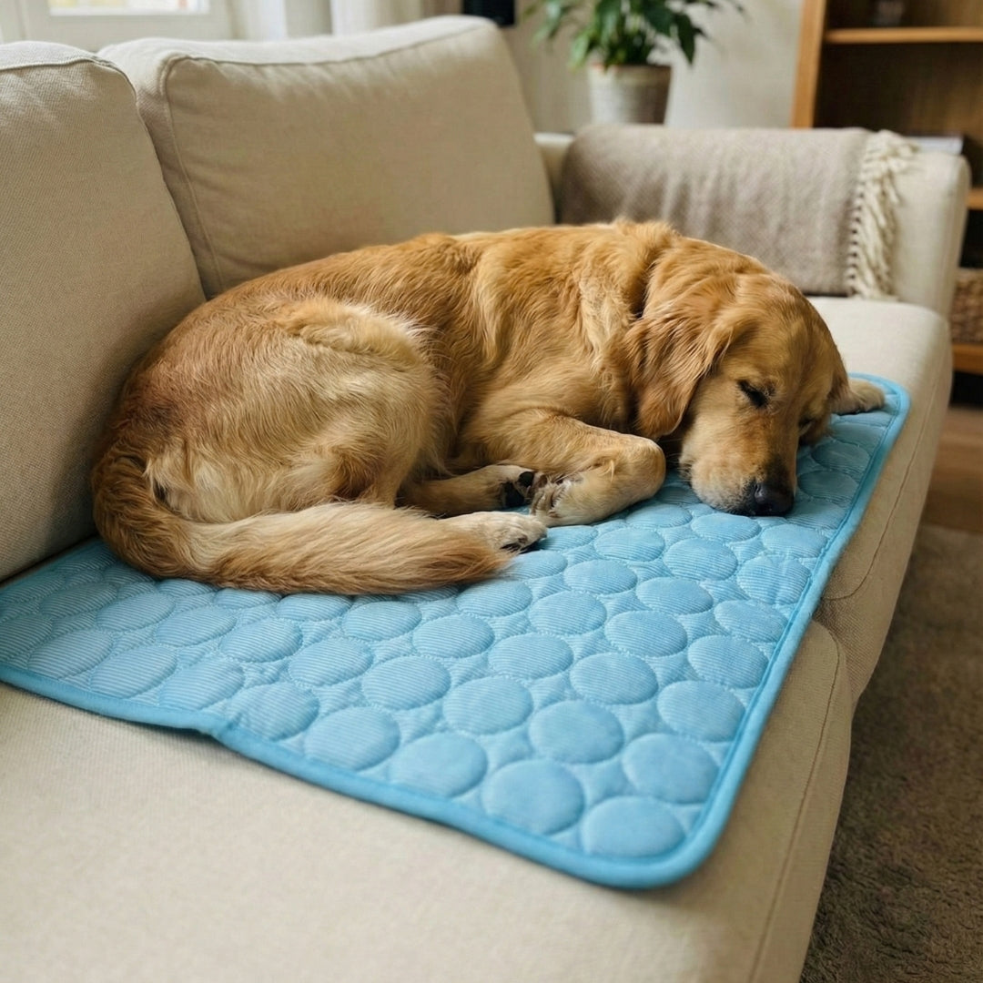 Perro durmiendo en sofá